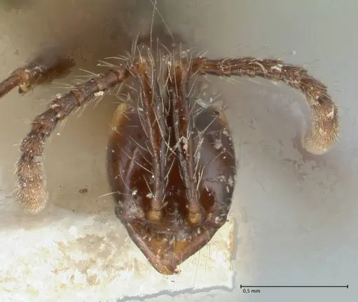 Aenictus gracilis - FOCOL1143