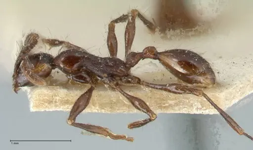 Aenictus gracilis - FOCOL1143