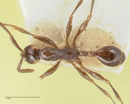 Aenictus gracilis - FOCOL1144
