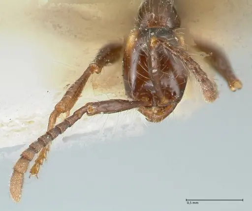 Aenictus gracilis - FOCOL1144