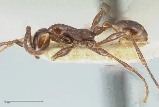 Aenictus gracilis - FOCOL1144