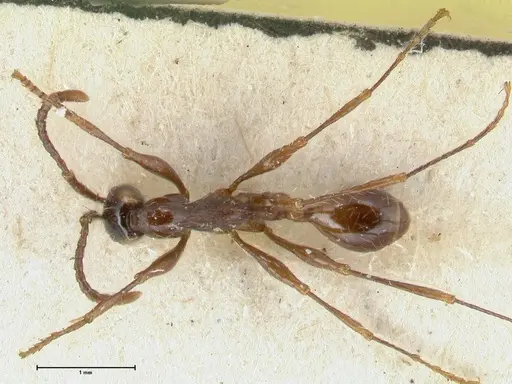 Aenictus gracilis - FOCOL1147