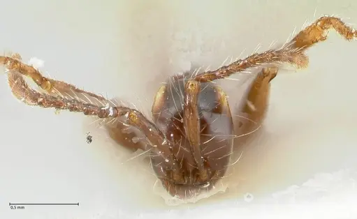 Aenictus gracilis - FOCOL1147