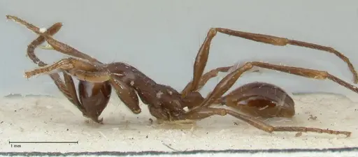 Aenictus gracilis - FOCOL1147