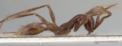 Aenictus gracilis - FOCOL1147