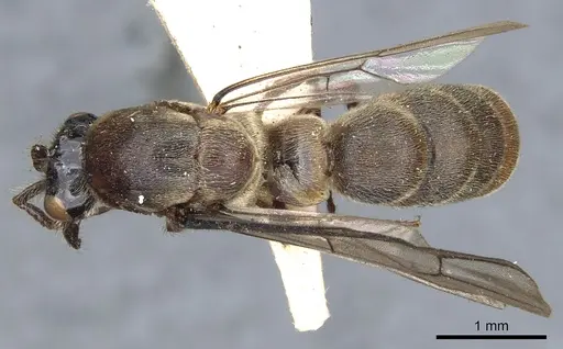 Aenictus grandis specimen