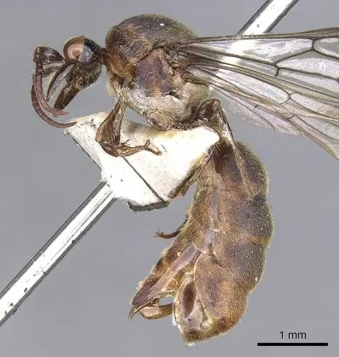 Aenictus grandis specimen