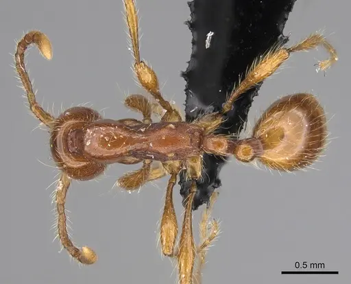 Aenictus guineensis specimen