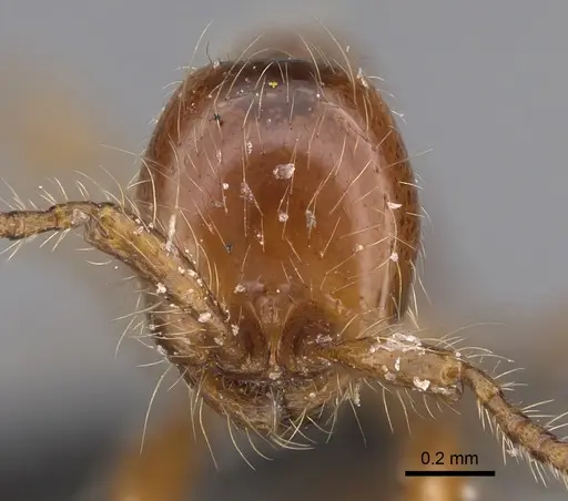 Aenictus guineensis specimen
