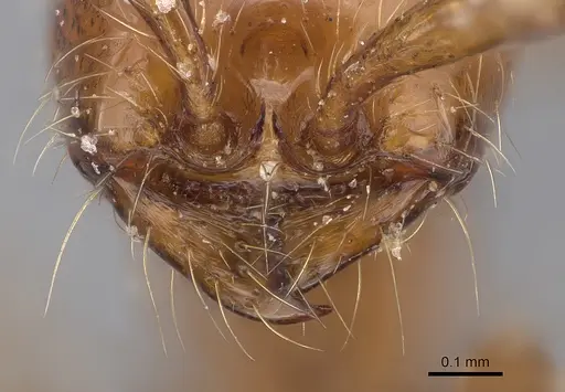 Aenictus guineensis specimen