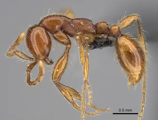 Aenictus guineensis - CASENT0876634