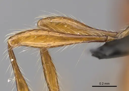 Aenictus guineensis - CASENT0876634