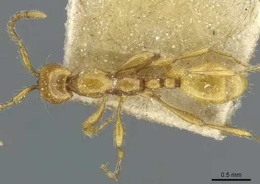 Aenictus guineensis - CASENT0911438