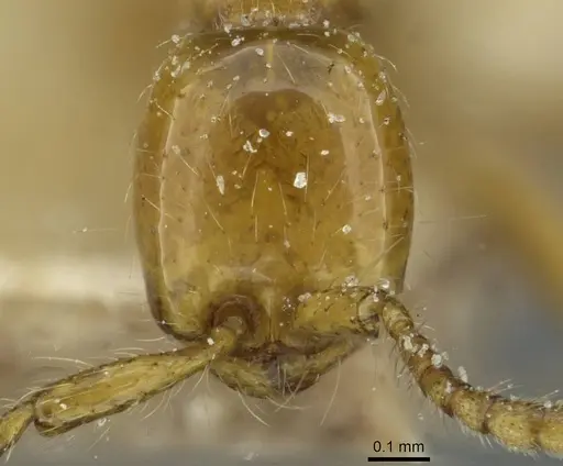 Aenictus guineensis - CASENT0911438