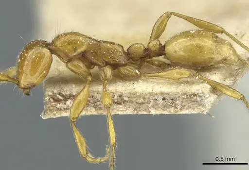 Aenictus guineensis - CASENT0911438