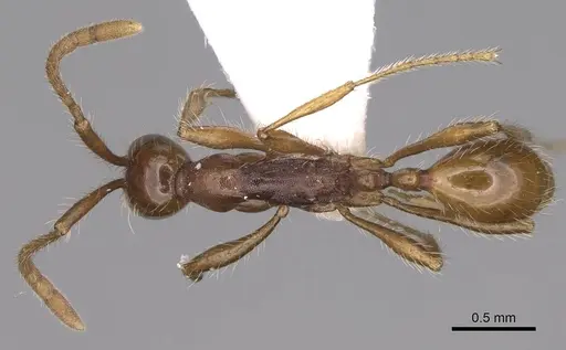 Aenictus gutianshanensis specimen