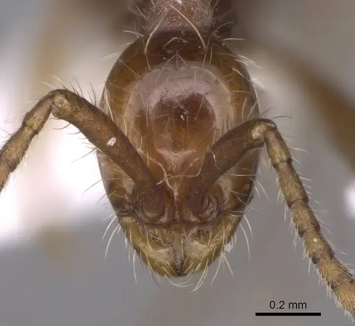 Aenictus gutianshanensis specimen