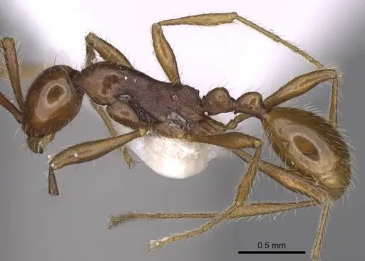 Aenictus gutianshanensis specimen