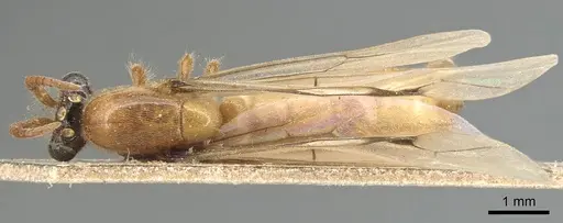 Aenictus hamifer specimen