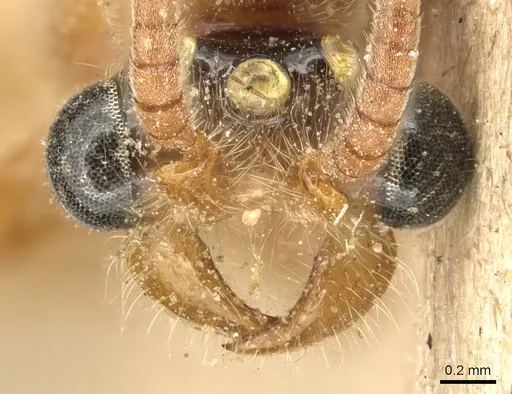 Aenictus hamifer specimen