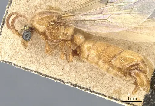 Aenictus hamifer specimen