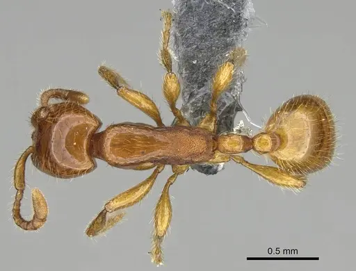 Aenictus hitai specimen