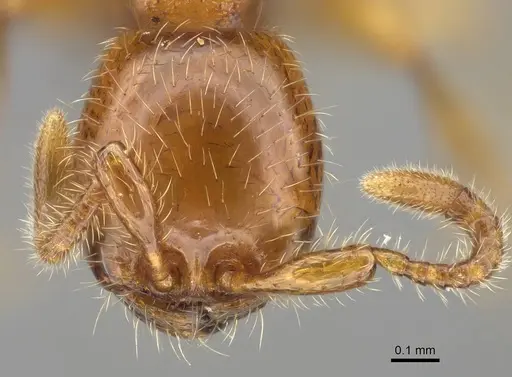 Aenictus hitai specimen