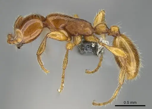 Aenictus hitai specimen