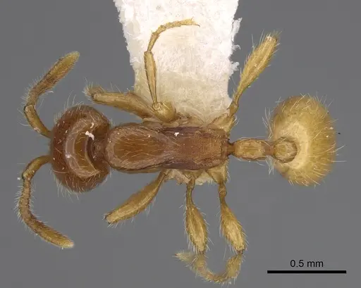 Aenictus hitai - NHMUK012849306