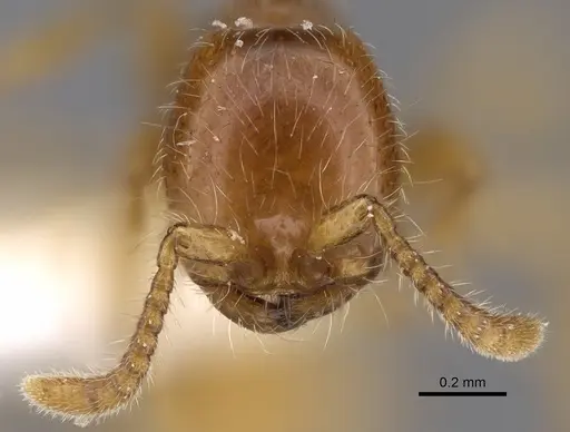 Aenictus hitai - NHMUK012849306