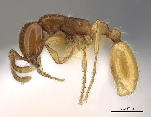 Aenictus hitai - NHMUK012849306