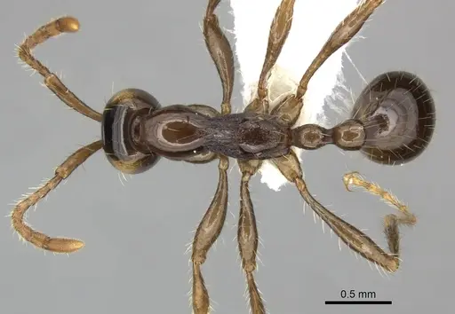 Aenictus hodgsoni specimen