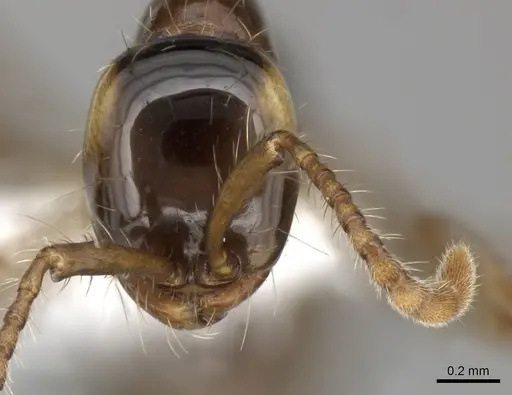 Aenictus hodgsoni specimen