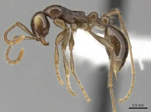 Aenictus hodgsoni specimen