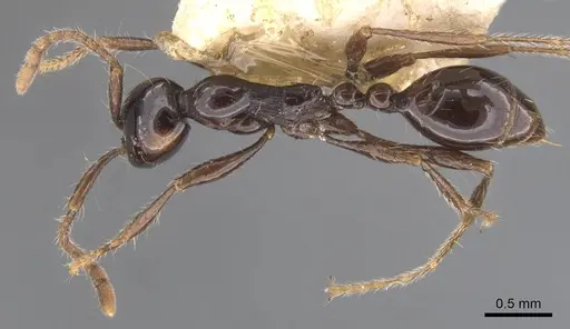 Aenictus hodgsoni - CASENT0907000