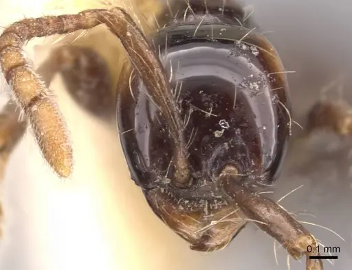 Aenictus hodgsoni - CASENT0907000