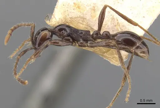 Aenictus hodgsoni - CASENT0907000