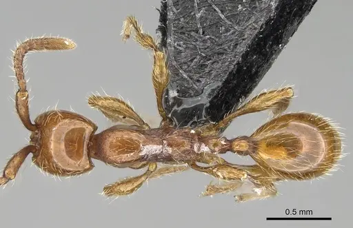 Aenictus hoelldobleri specimen