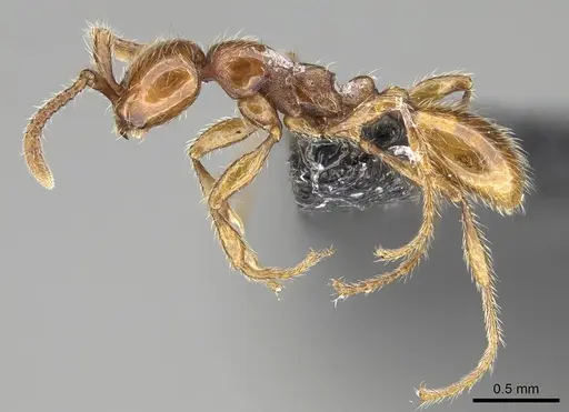 Aenictus hoelldobleri specimen