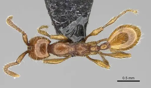Aenictus hoelldobleri - CASENT0914930