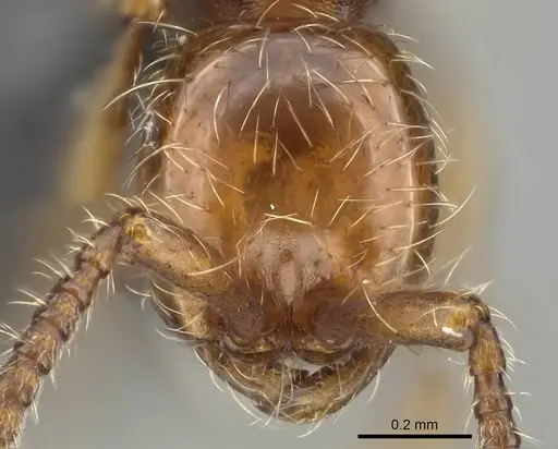 Aenictus hoelldobleri - CASENT0914930