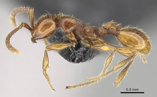 Aenictus hoelldobleri - CASENT0914930