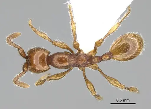 Aenictus hoelldobleri - CASENT0914931