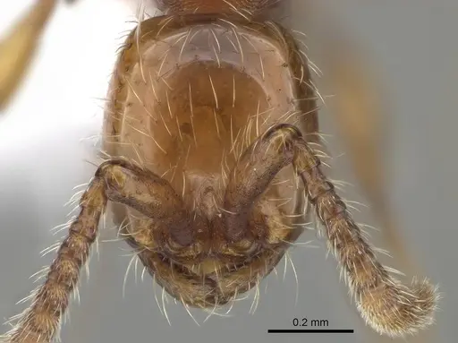 Aenictus hoelldobleri - CASENT0914931