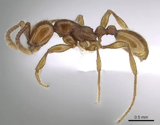 Aenictus hoelldobleri - CASENT0914931