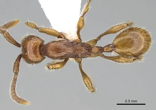 Aenictus hoelldobleri - CASENT0914932