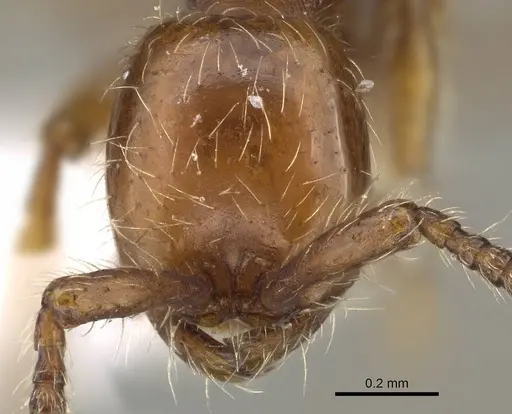 Aenictus hoelldobleri - CASENT0914932