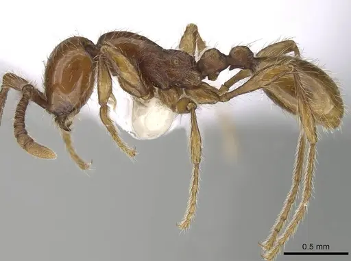 Aenictus hoelldobleri - CASENT0914932