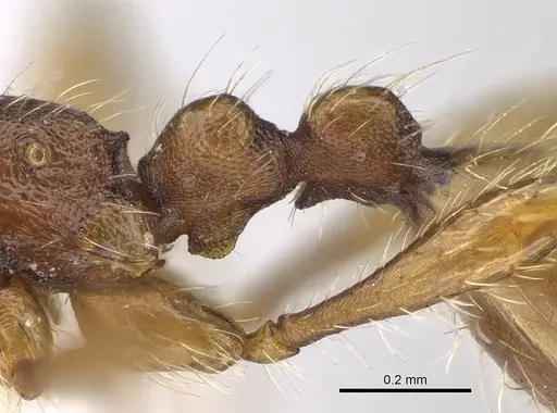 Aenictus hoelldobleri - CASENT0914932