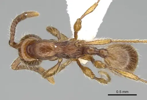 Aenictus hoelldobleri - CASENT0914933